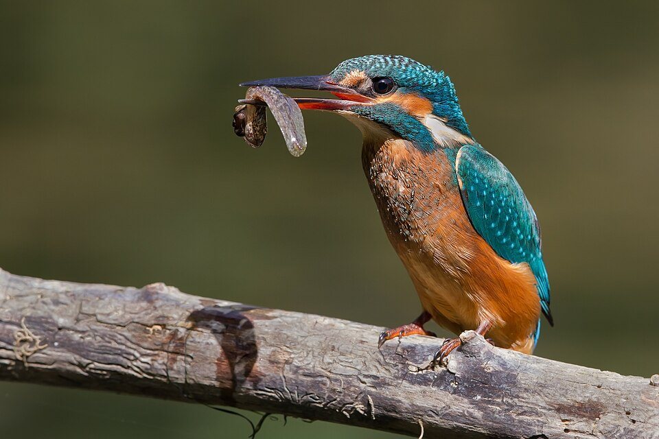 Tulžys (Alcedo atthis)