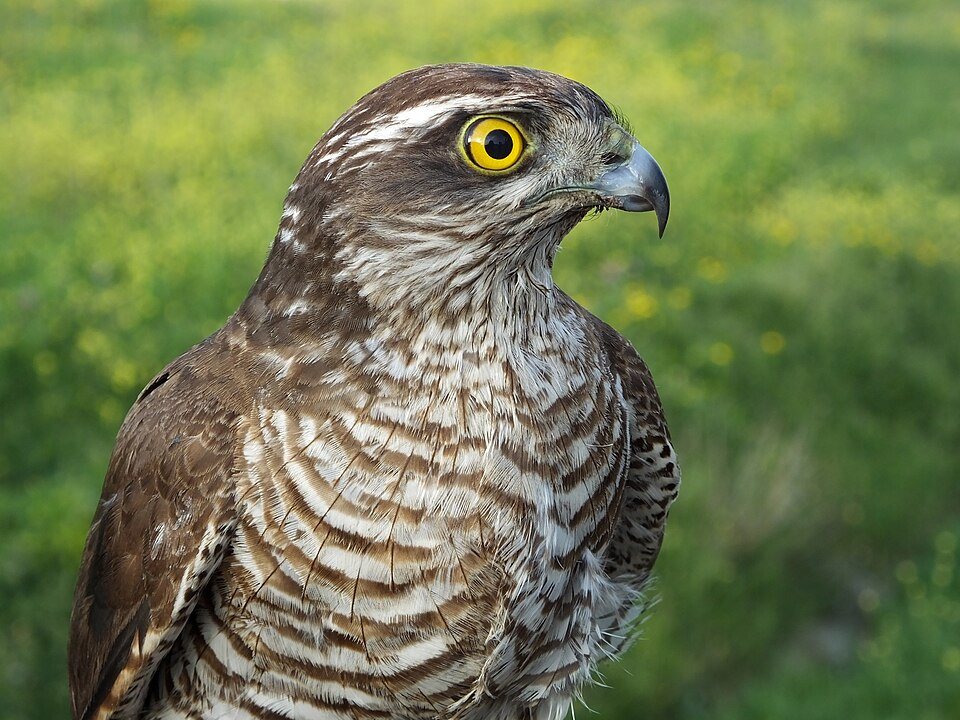 Paukštvanagis (Accipiter nisus)