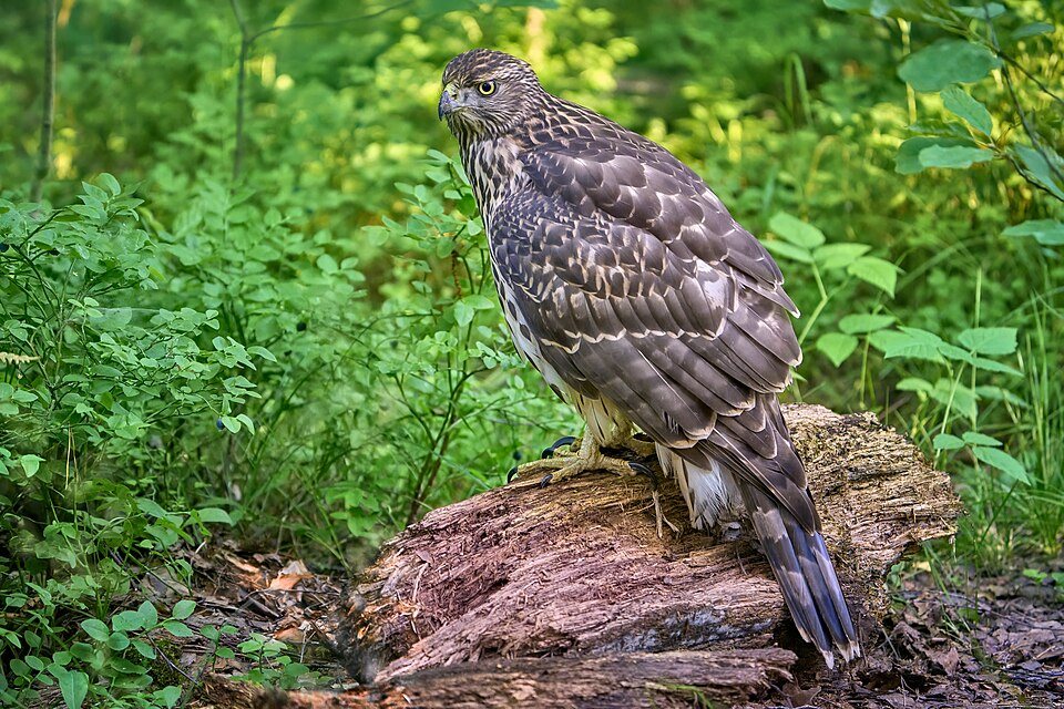Vištvanagis (Astur gentilis)