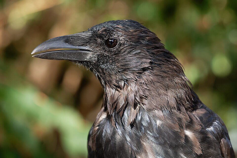 Juodoji varna (Corvus corone)