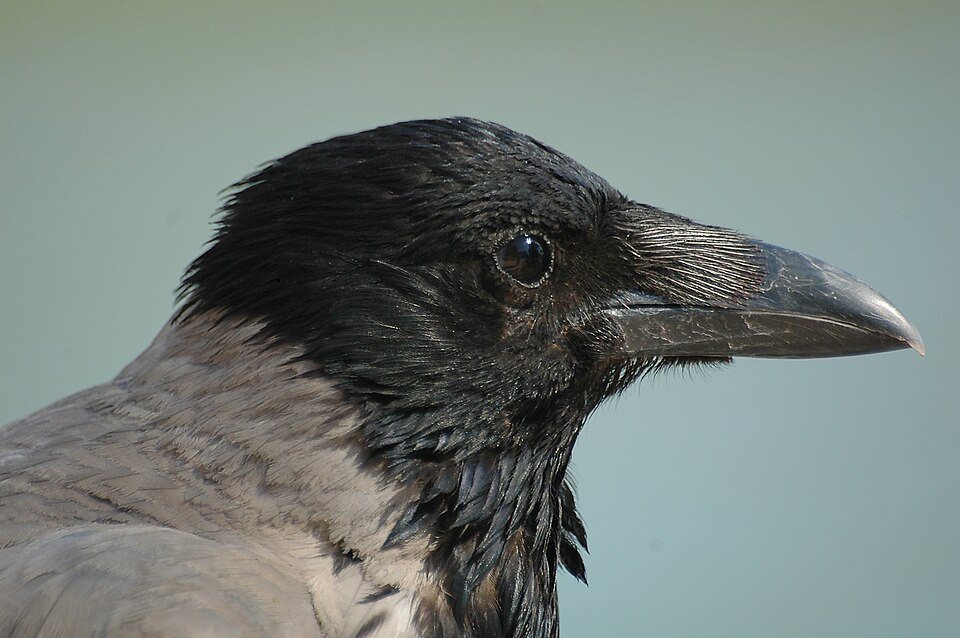 Pilkoji varna (Corvus cornix)