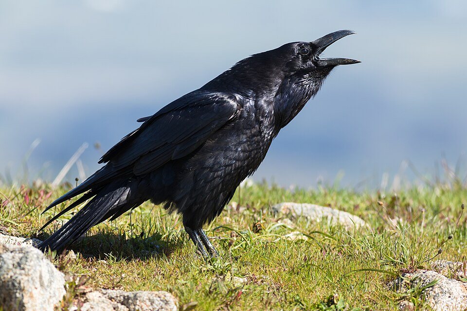 Kranklys (Corvus corax)