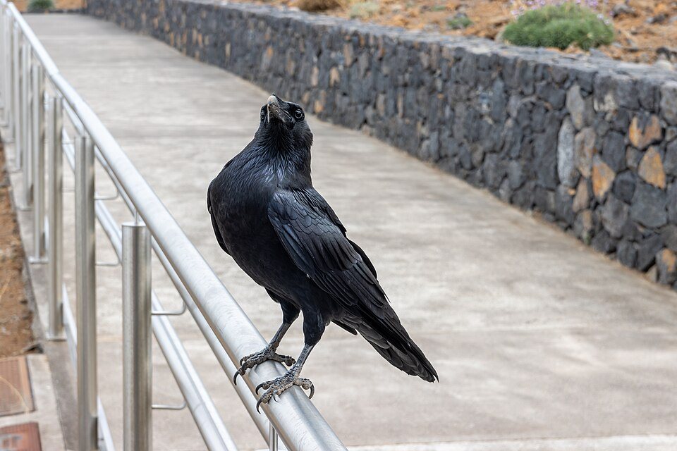 Kranklys (Corvus corax)