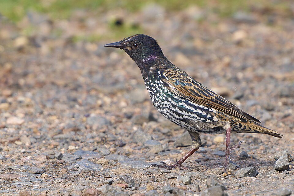 Paprastasis varnėnas (Sturnus vulgaris)