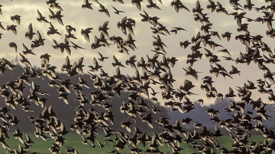 Paprastasis varnėnas (Sturnus vulgaris)