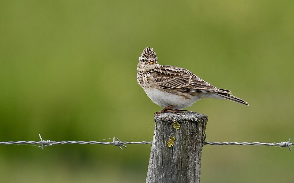 Dirvinis vieversys (Alauda arvensis)