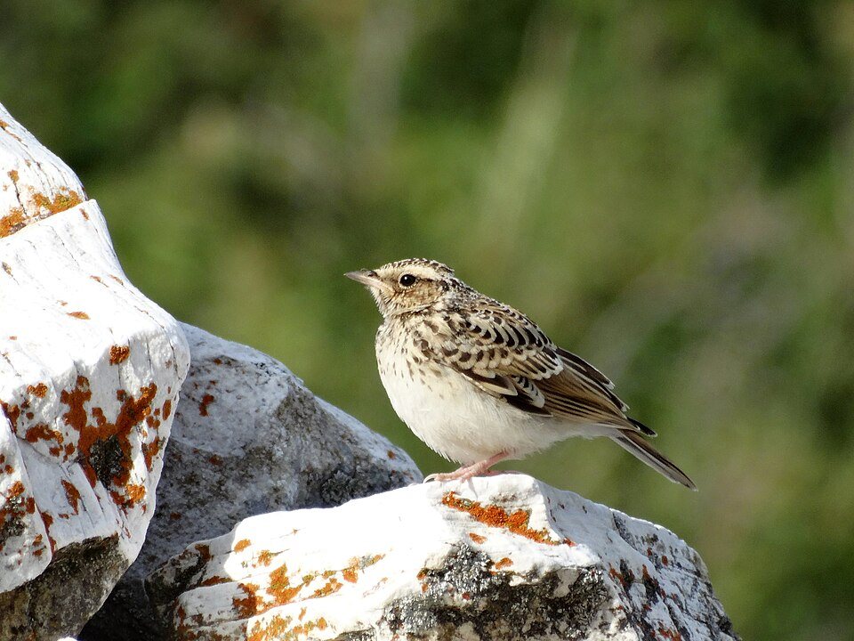 Lygutė (Lullula arborea)