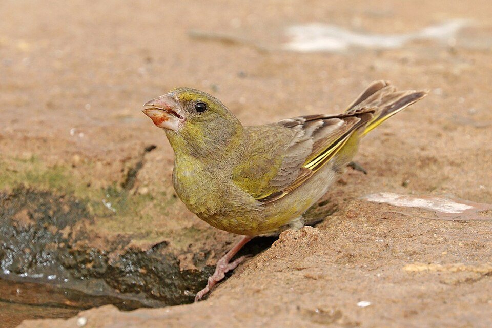 Žaliukė (Chloris chloris)