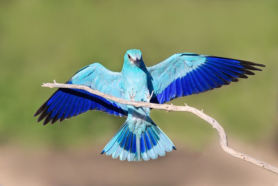 Žalvarnis (Coracias garrulus)