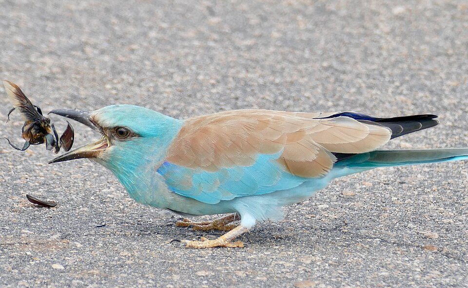 Žalvarnis (Coracias garrulus)
