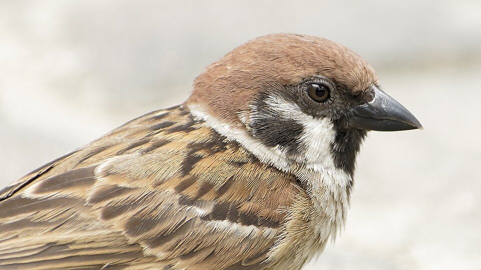 Karklažvirblis (Passer montanus)