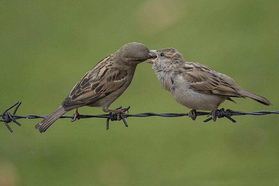 Naminis žvirblis (Passer domesticus)