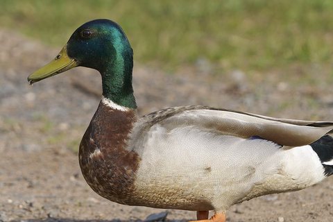 Didžioji antis (Anas platyrhynchos)