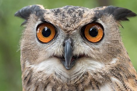 Didysis apuokas (Bubo bubo)