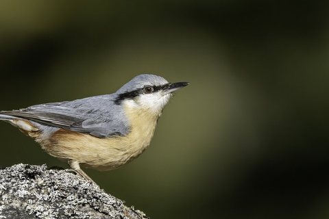 Bukutis (Sitta europaea)