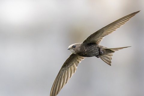 Juodasis čiurlys (Apus apus)