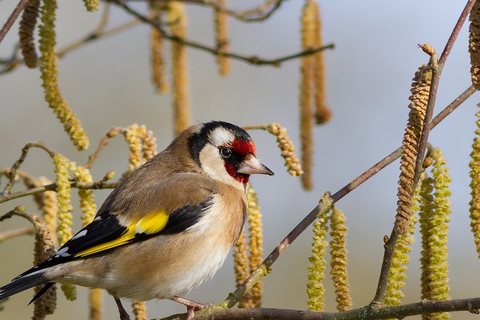 Dagilis (Carduelis carduelis)