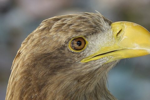 Kilnusis erelis (Aquila chrysaetos)