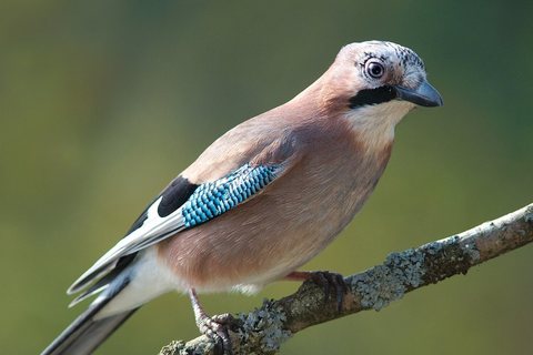 Kėkštas (Garrulus glandarius)