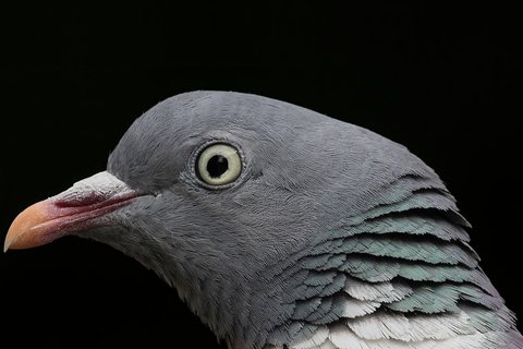 Keršulis (Columba palumbus)