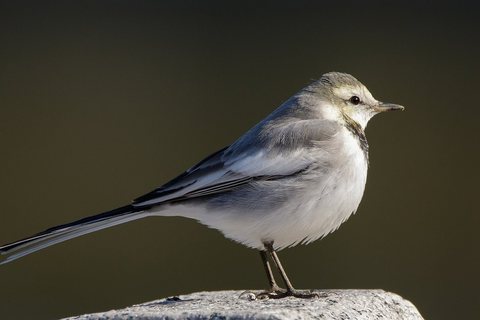 Baltoji kielė (Motacilla alba)