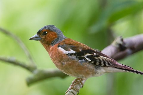 Paprastasis kikilis (Fringilla coelebs)