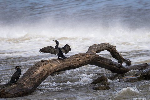 Didysis kormoranas (Phalacrocorax carbo)