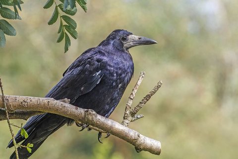 Kovas (Corvus frugilegus)