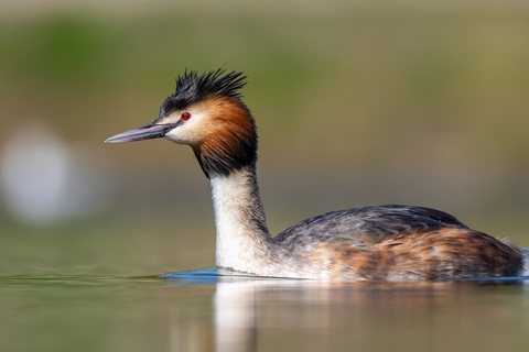 Ausuotasis kragas (Podiceps cristatus)