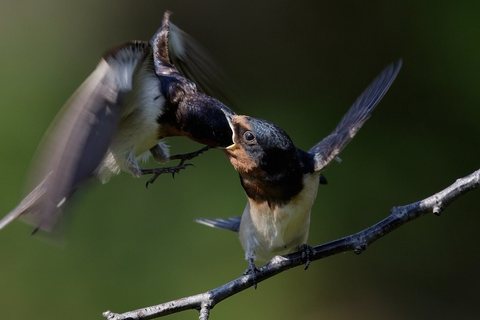 Šelmeninė kregždė (Hirundo rustica)