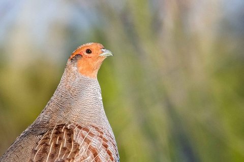 Kurapka (Perdix perdix)