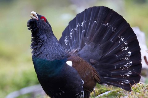Kurtinys (Tetrao urogallus)