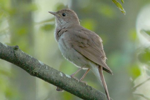Rytinė lakštingala (Luscinia luscinia)