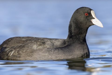 Laukys (Fulica atra)
