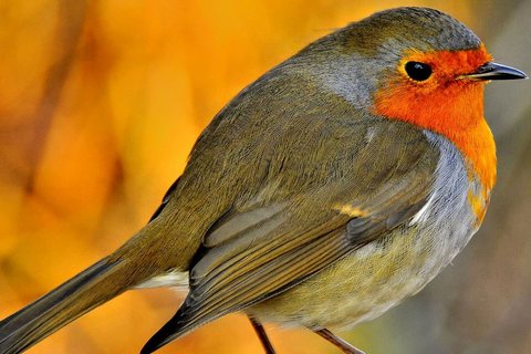Liepsnelė (Erithacus rubecula)