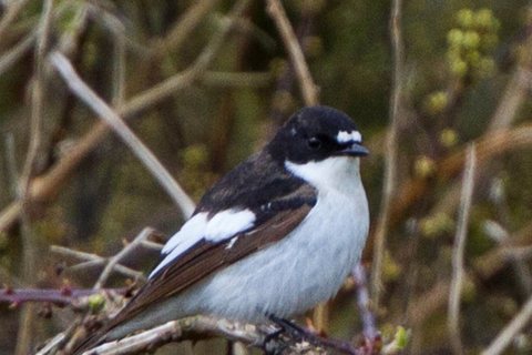 Margasparnė musinukė (Ficedula hypoleuca)