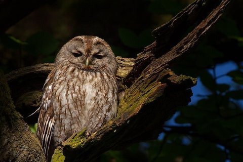 Naminė pelėda (Strix aluco)