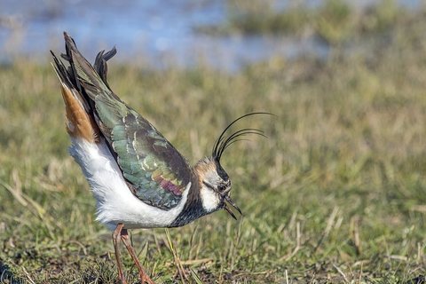 Paprastoji pempė (Vanellus vanellus)
