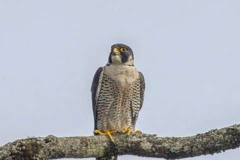 Paprastasis pelėsakalis (Falco tinnunculus)