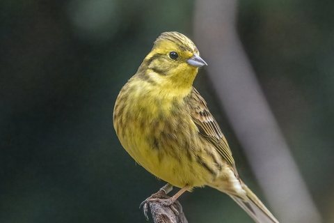 Geltonoji starta (Emberiza citrinella)