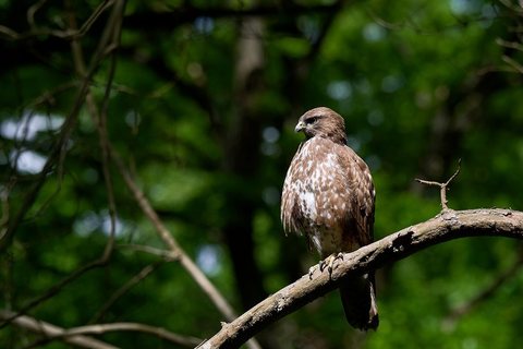 Paprastasis suopis (Buteo buteo)
