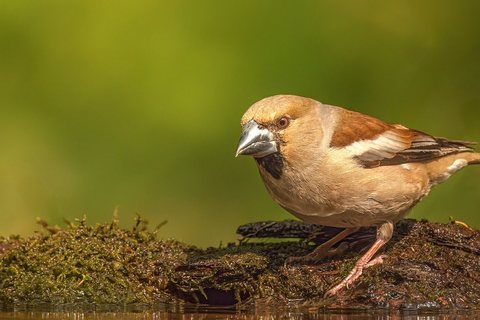 Svilikas (Coccothraustes coccothraustes)