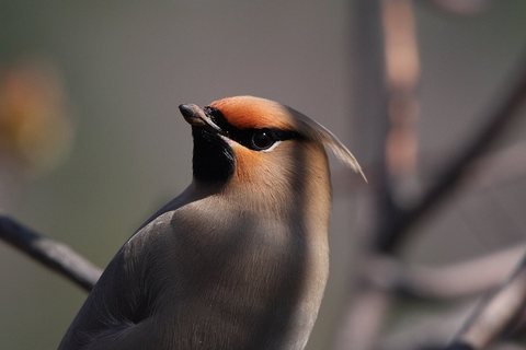 Svirbelis (Bombycilla garrulus)