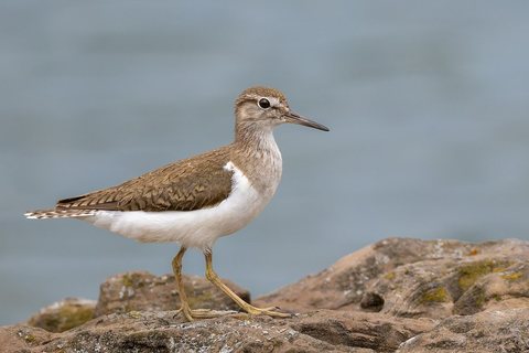 Krantinis tilvikas (Actitis hypoleucos)