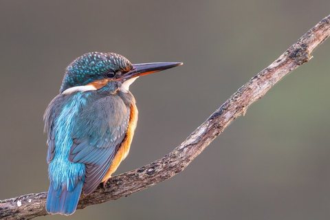 Tulžys (Alcedo atthis)