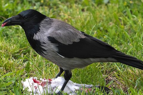 Pilkoji varna (Corvus cornix)