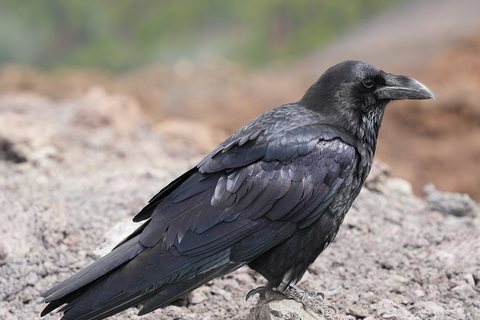 Kranklys (Corvus corax)