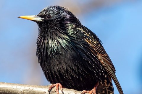 Paprastasis varnėnas (Sturnus vulgaris)