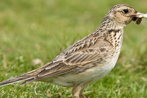 Dirvinis vieversys (Alauda arvensis)