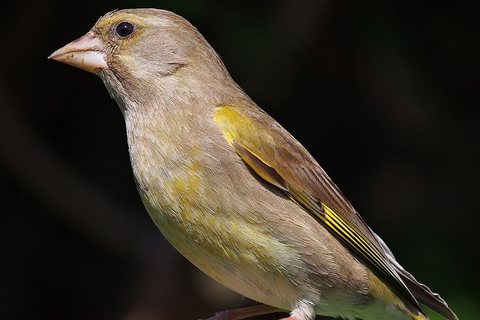 Žaliukė (Chloris chloris)